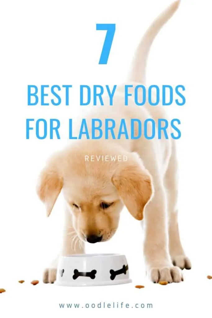 best dry food for Labrador