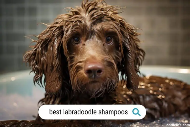 7 Best Shampoo for Labradoodles (2023 Update)