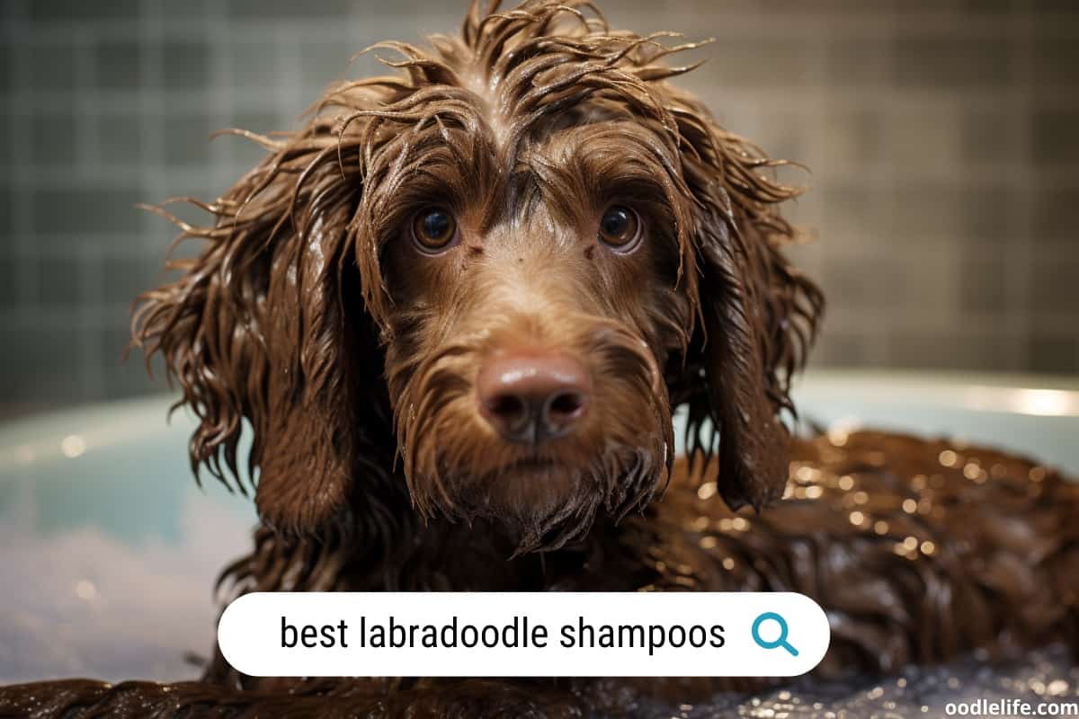 7 Best Shampoo For Labradoodles (2024 Update) (Reviewed With Actual