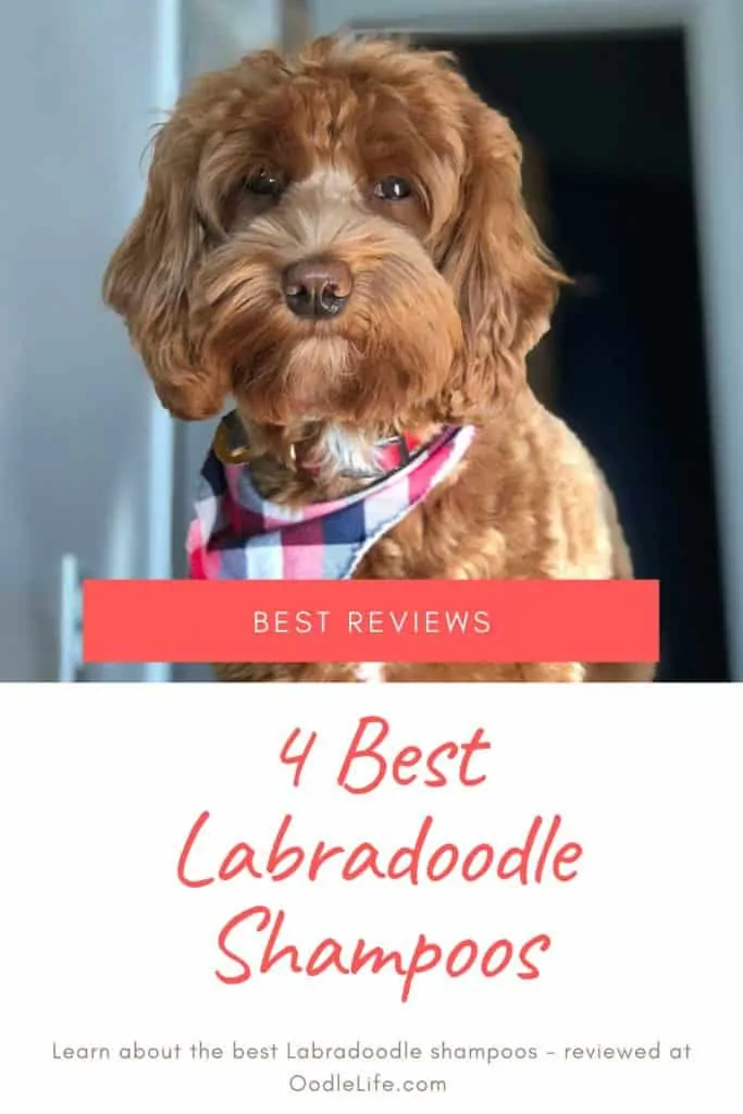 best shampoo for labradoodles