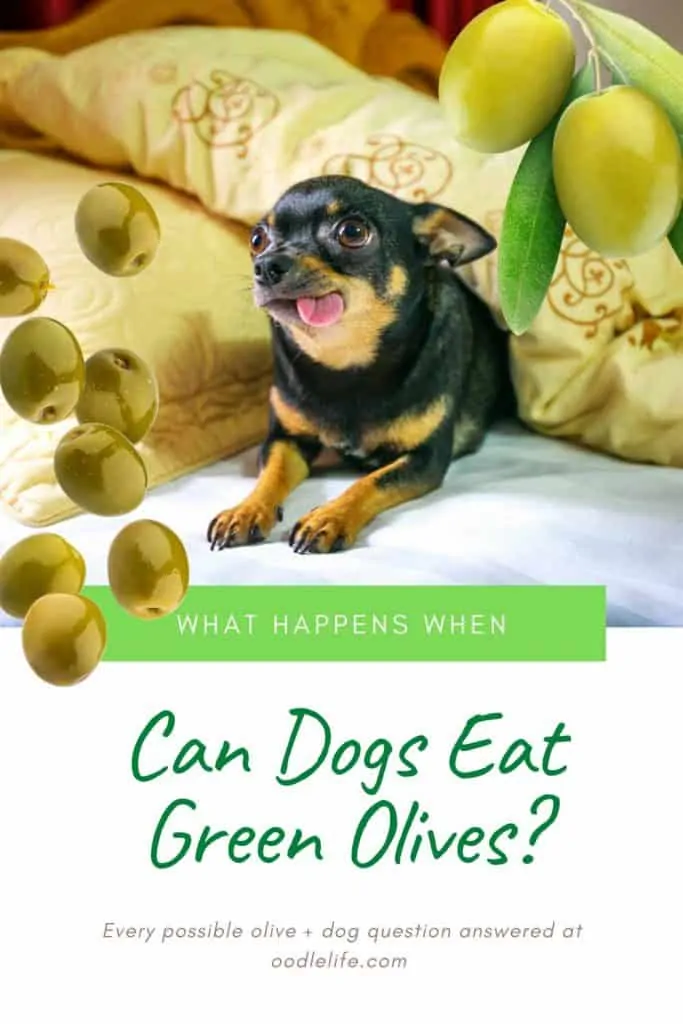 can dogs eat green olives
