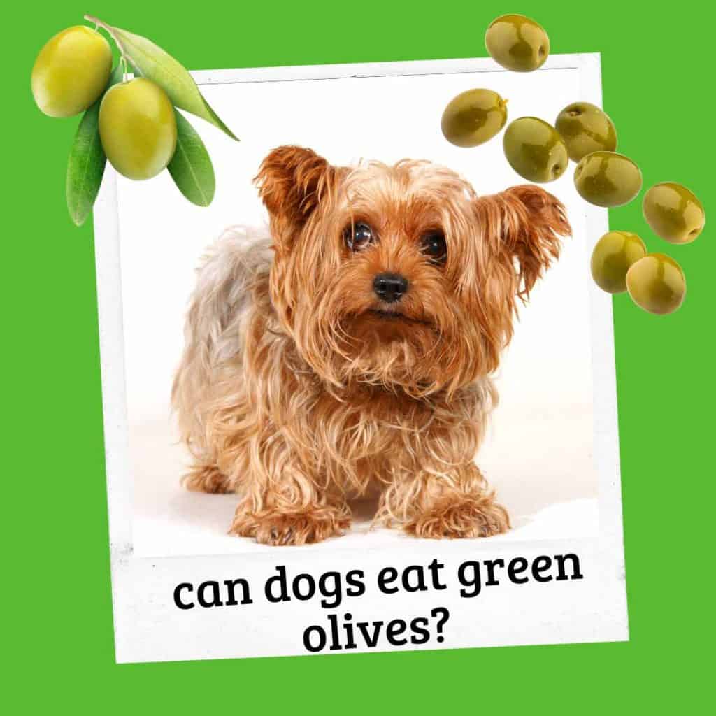 can dogs eat green olives