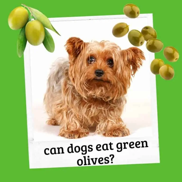 Can Dogs Eat Green Olives? (What To Do)