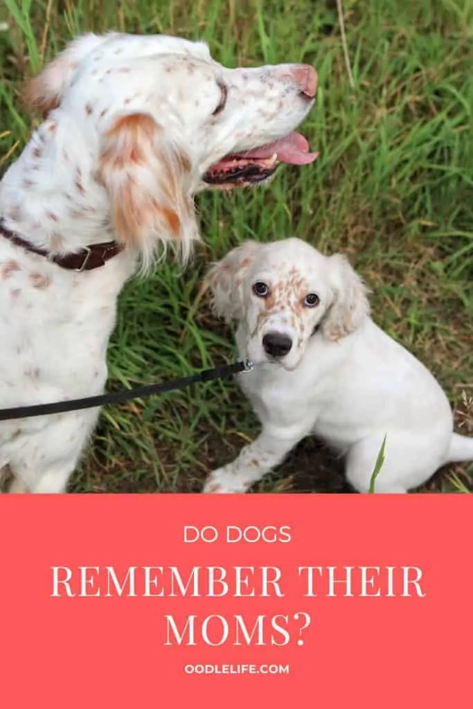 do dogs remember their moms