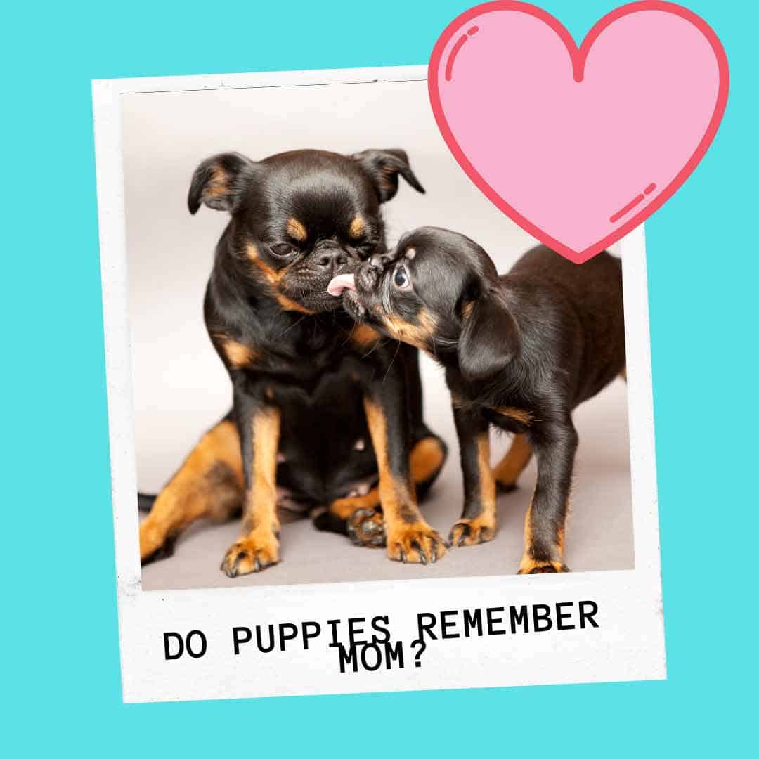 Do Dogs Remember Their Moms Even After Years