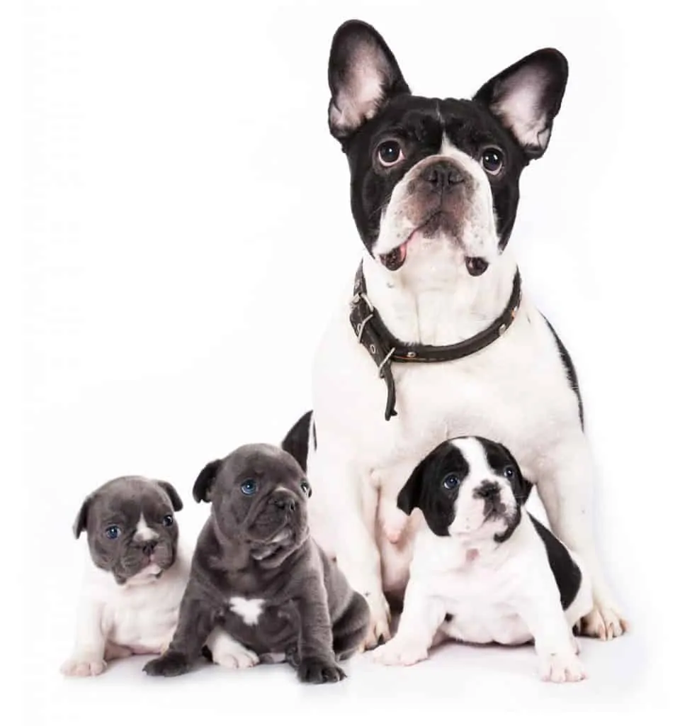 French bulldog puppy and mom