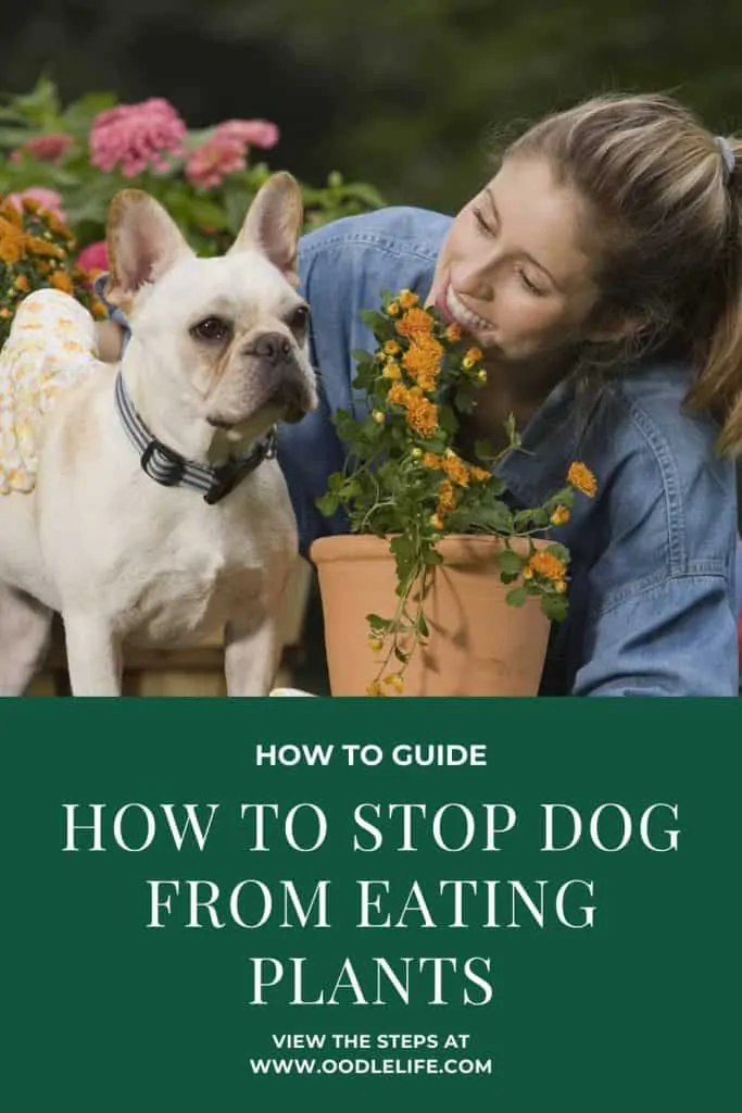 how to keep a dog from eating plants