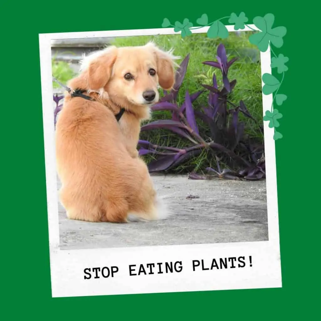 how to stop dog eating plants