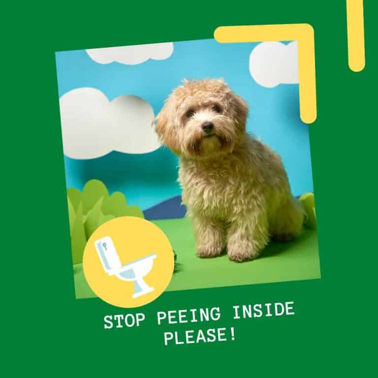 Why Does My Maltipoo Keep Peeing In The House