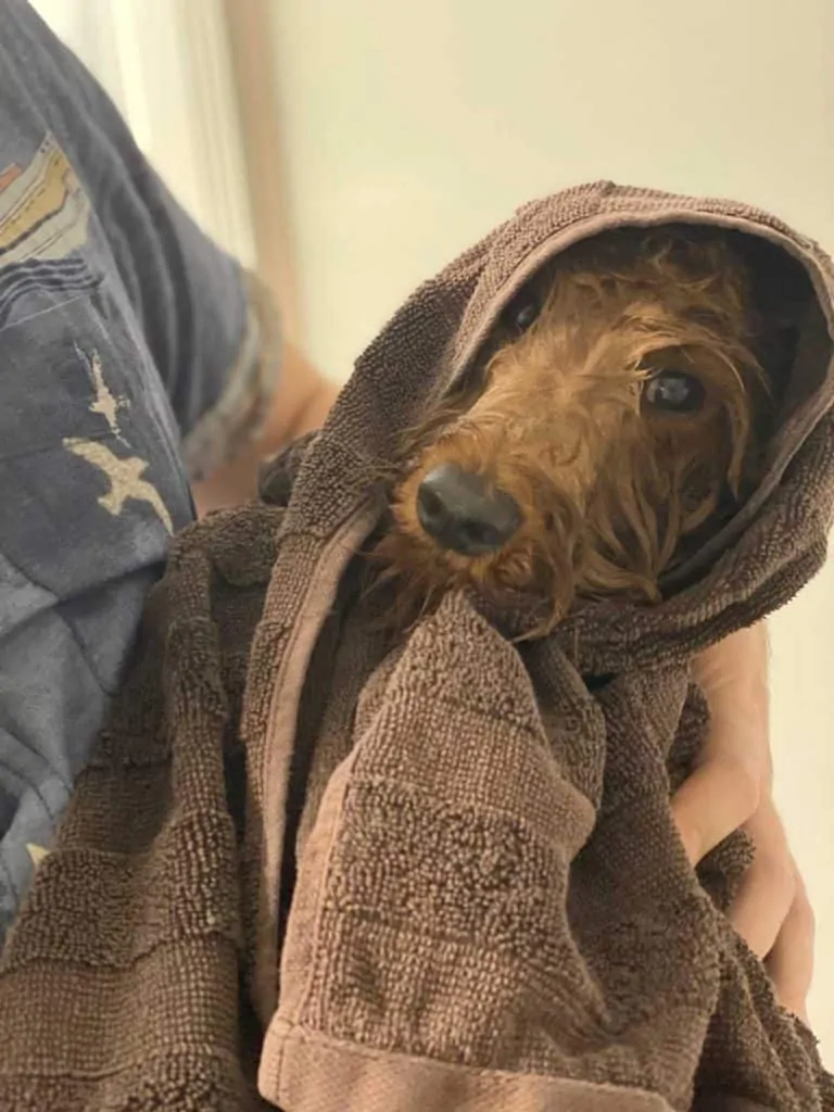 A miniature Labradoodle after showering