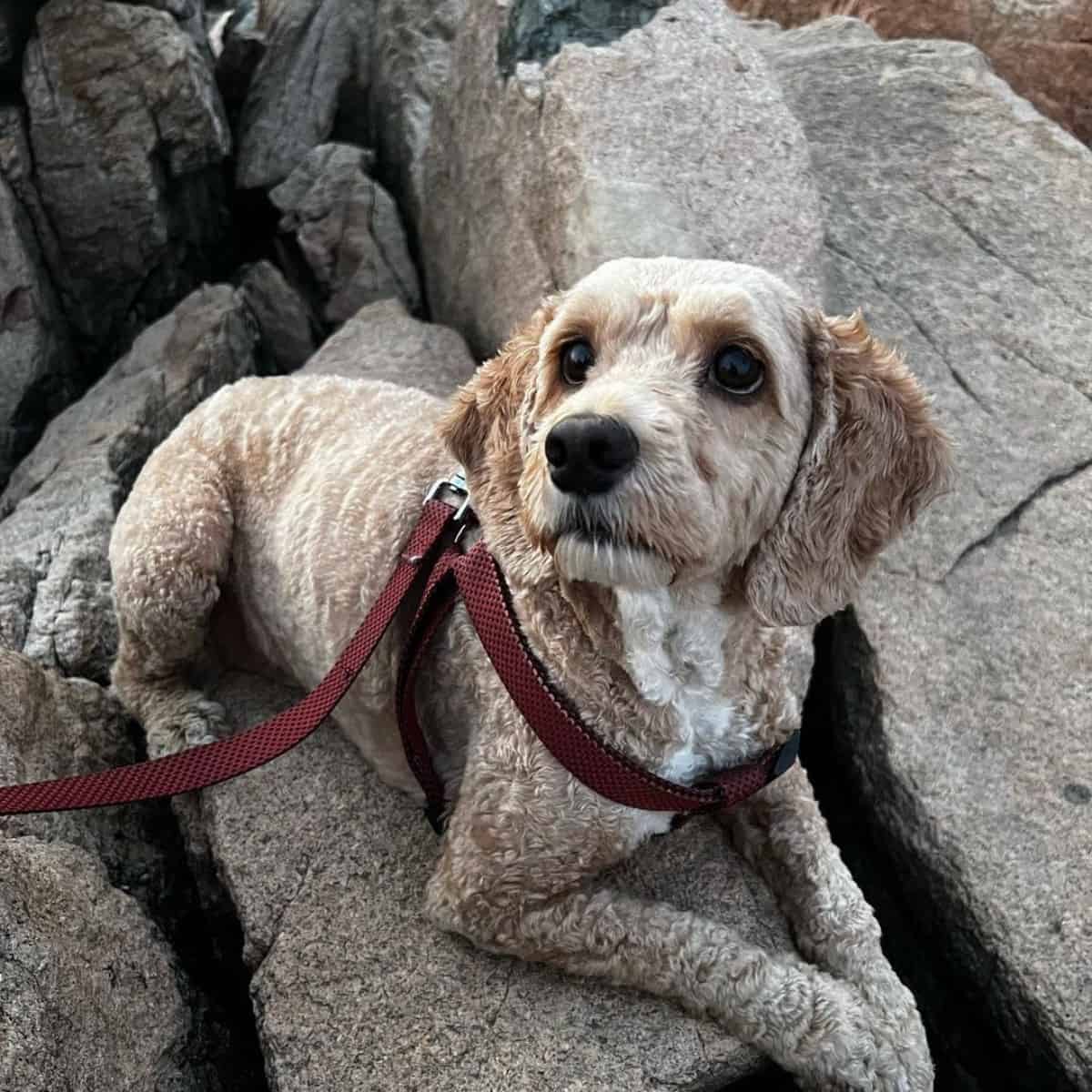 shaved Cockapoo on hike