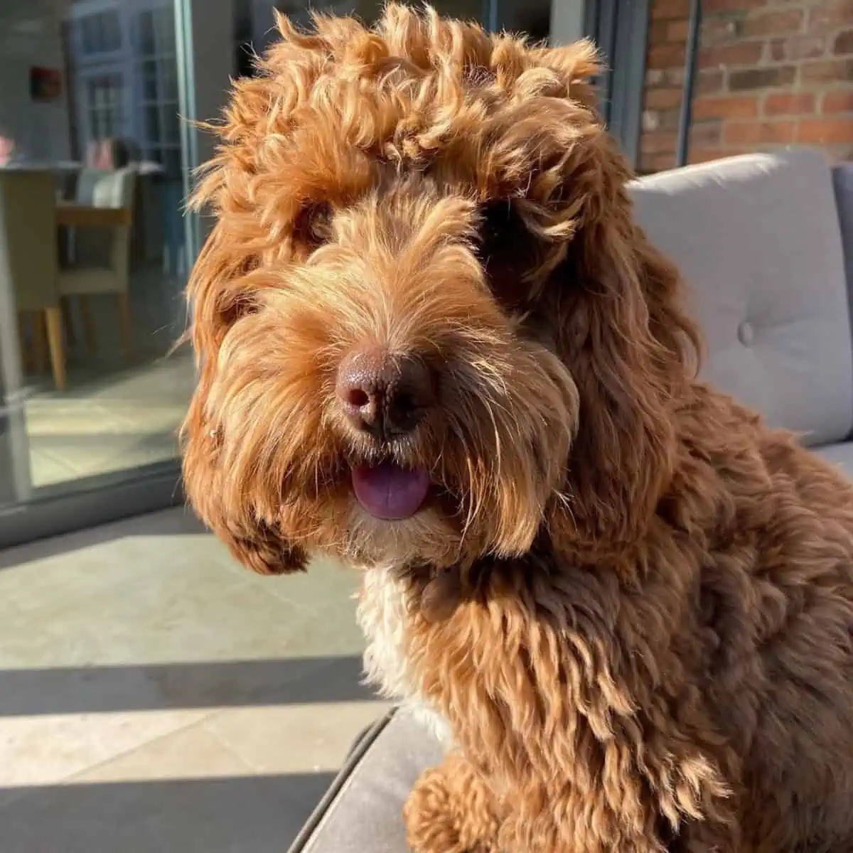 sunbath with Cockapoo needs grooming