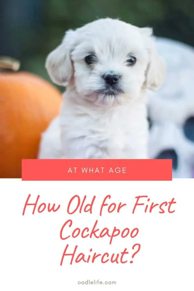 when should cockapoo have first haircut