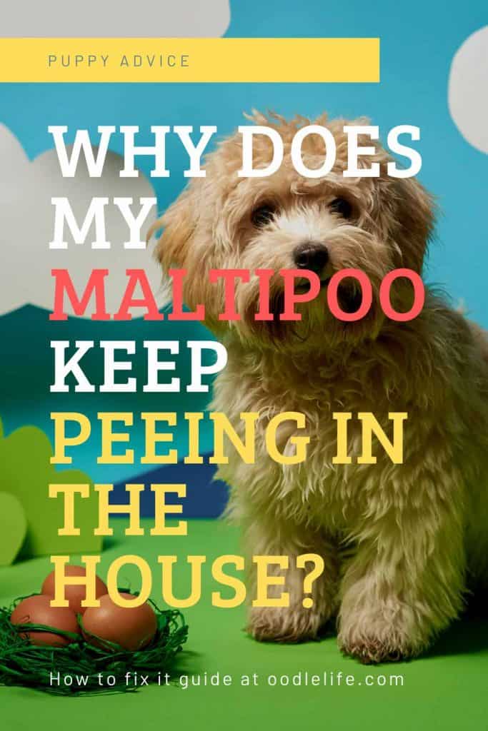 house training a maltipoo