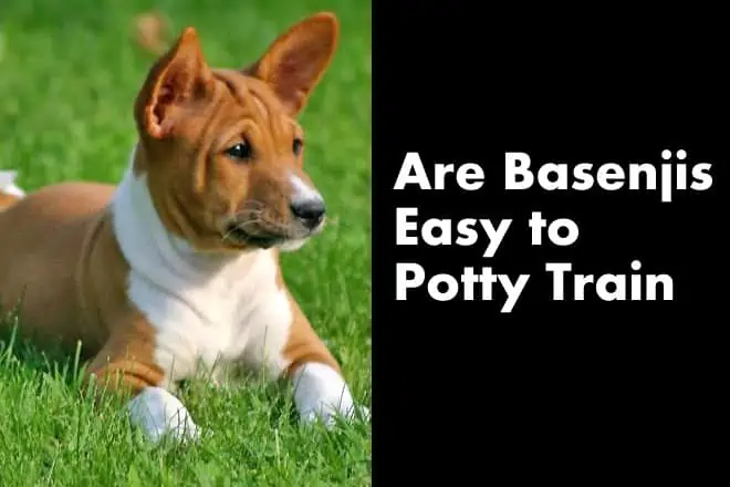 Basenji Potty Training – Are Basenjis Easy to Potty Train?