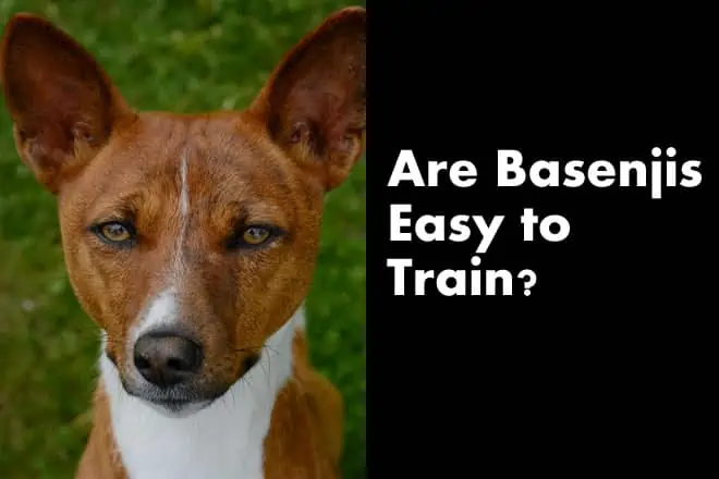 Are Basenjis Easy to Train? (Training Timeline)