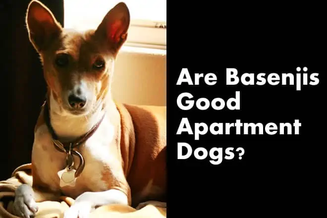 Are Basenjis Good Apartment Dogs