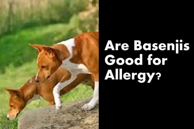 Are Basenjis Good for Allergy