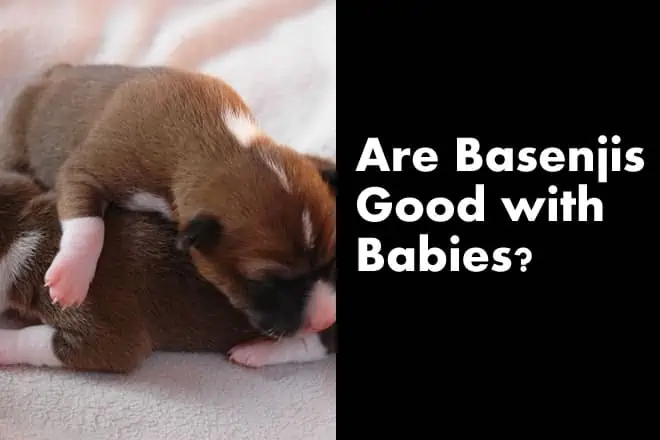 Are Basenjis Good with Babies