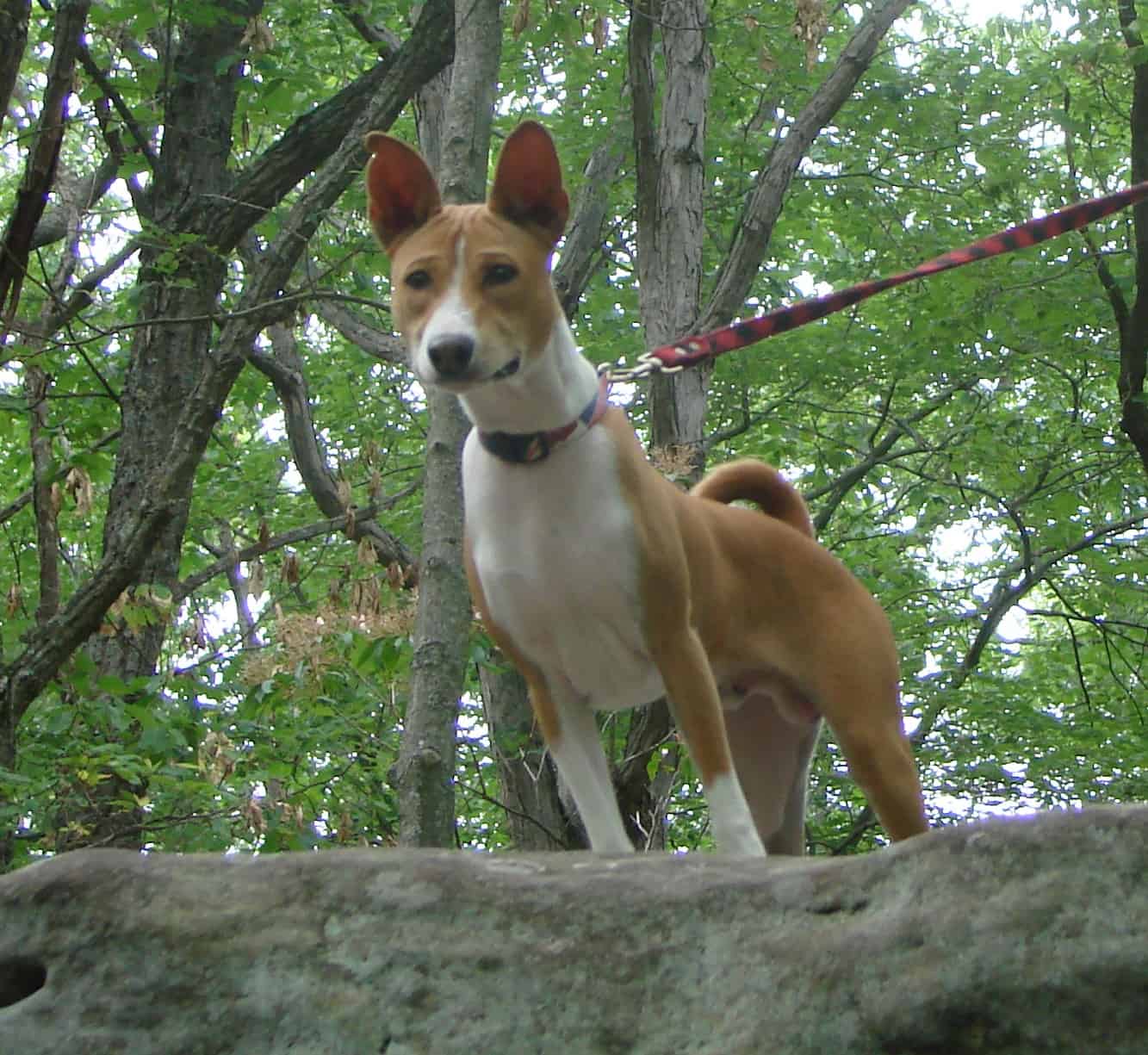 Basenji training