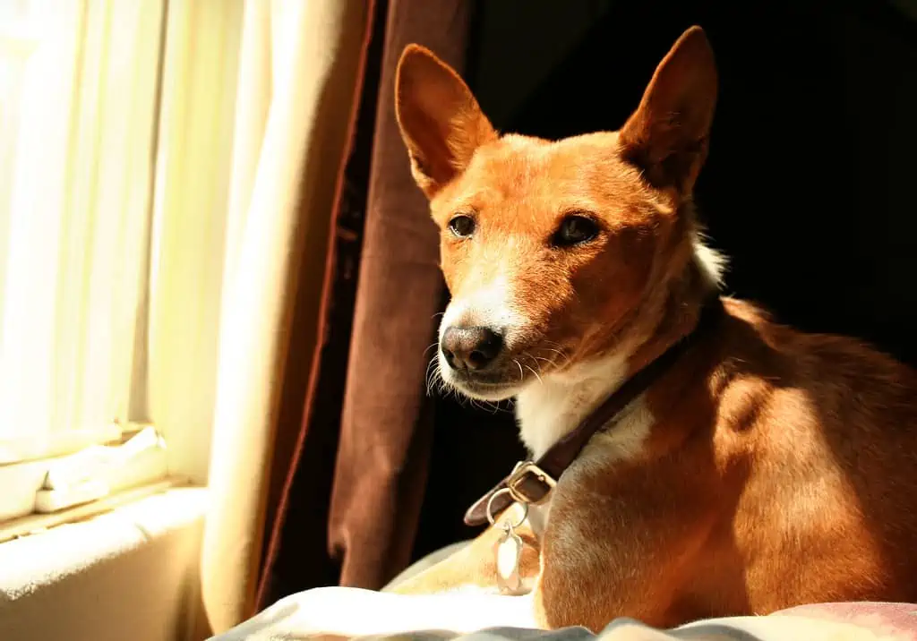 Basenji at apartment window