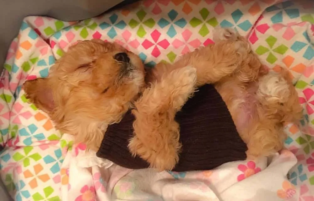 maltipoo puppy laying on back