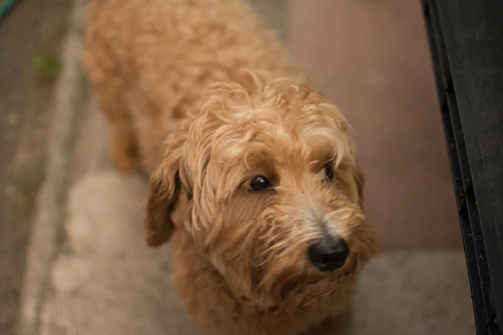 brown maltipoo fully grown dog