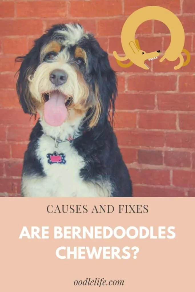 are bernedoodles chewers