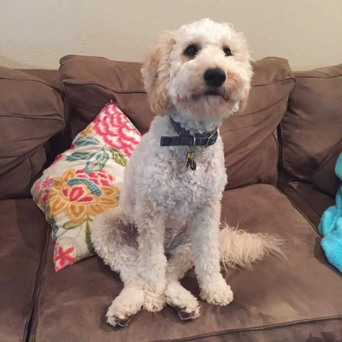 attention-seeker Goldendoodle dog