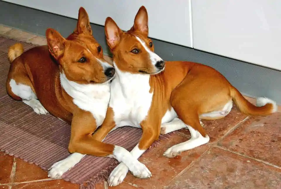 basenji pack dog