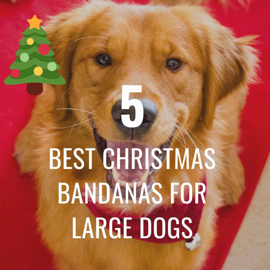 Best Christmas Bandanas For Large Dogs Oodle Life