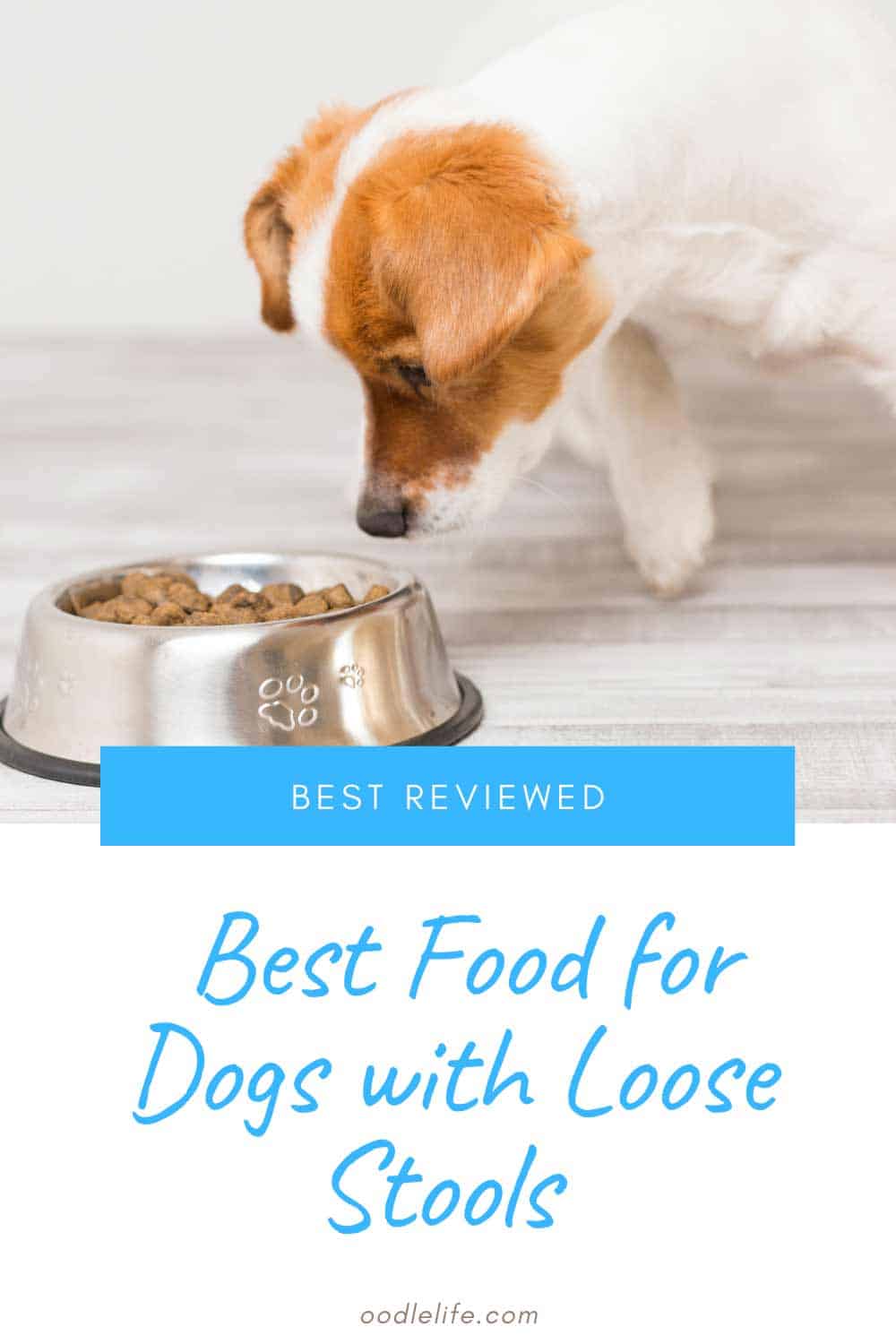 Top 4 Best Dry Dog Food for Loose Stools Oodle Life