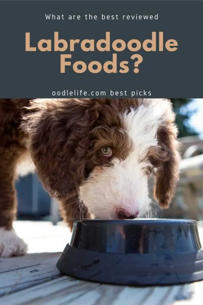 best dog food for labradoodles