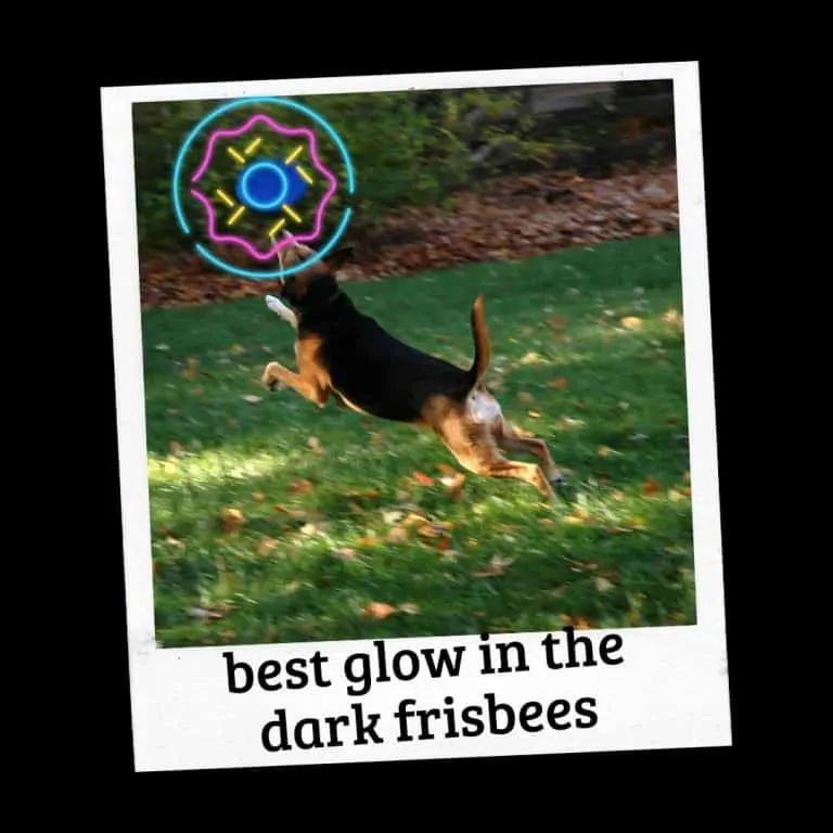 Top 4 Glow in the Dark Frisbee for Dogs (Reviews)