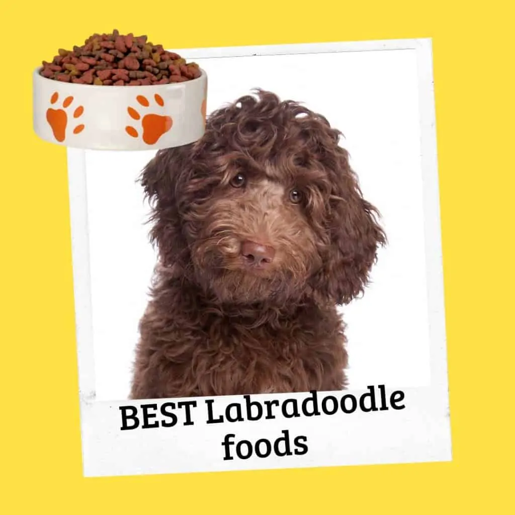 best labradoodle foods
