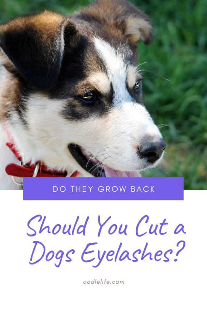 What Breed Of Dog Has The Longest Eyelashes
