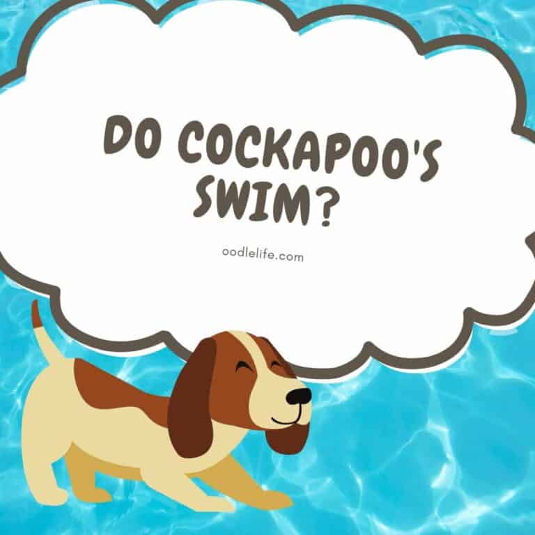Do Cockapoos Swim? (Are Cockapoos Water Dogs?)
