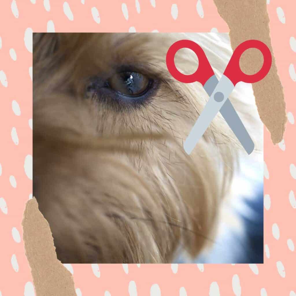 Should you cut your dogs eyelashes?