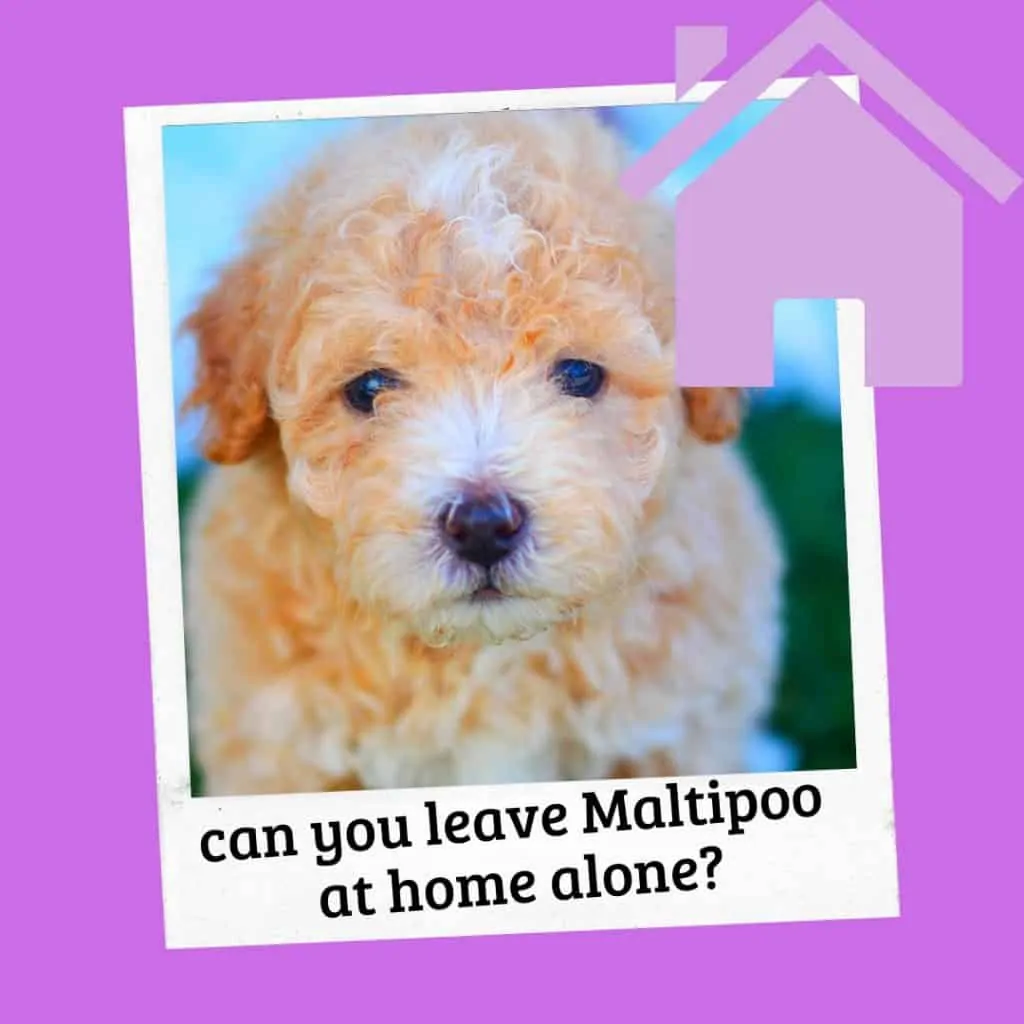 can you leave a maltipoo at home alone