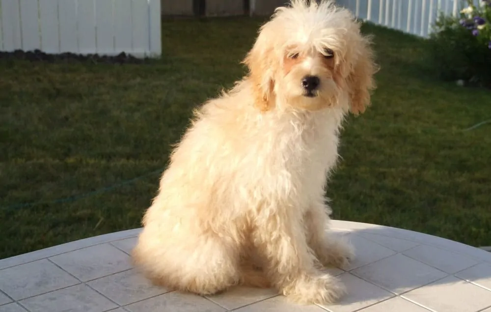 maltipoo before haircut