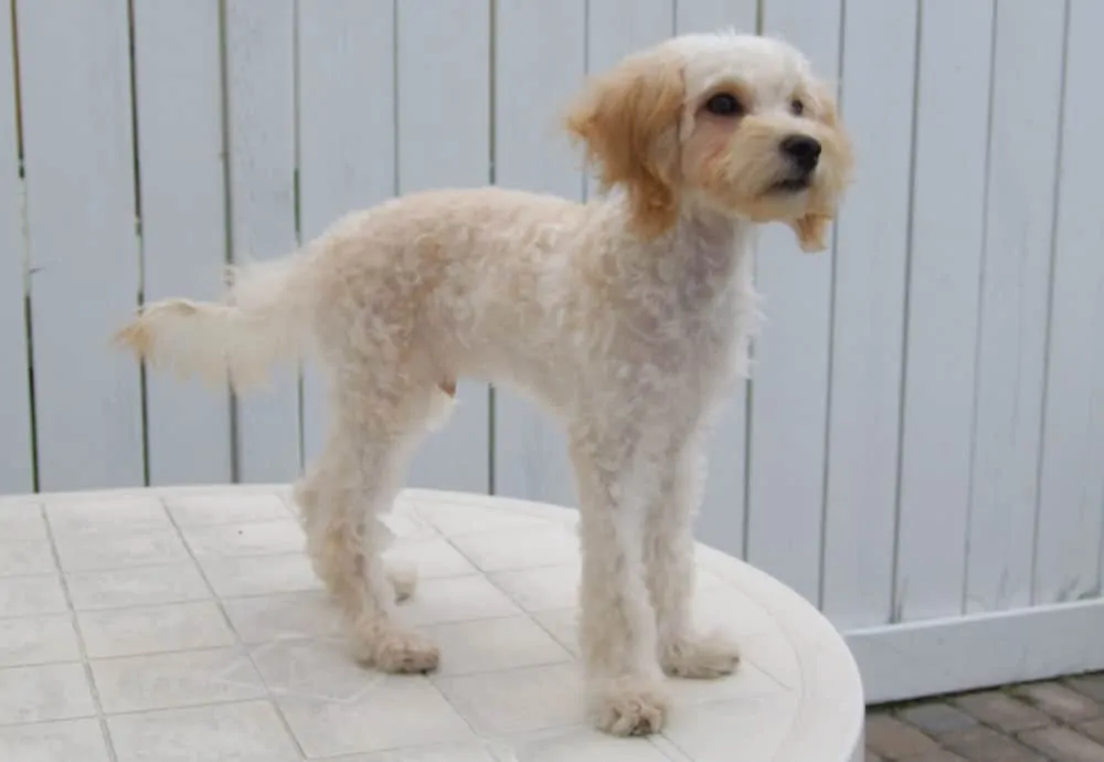 maltipoo after haircut style