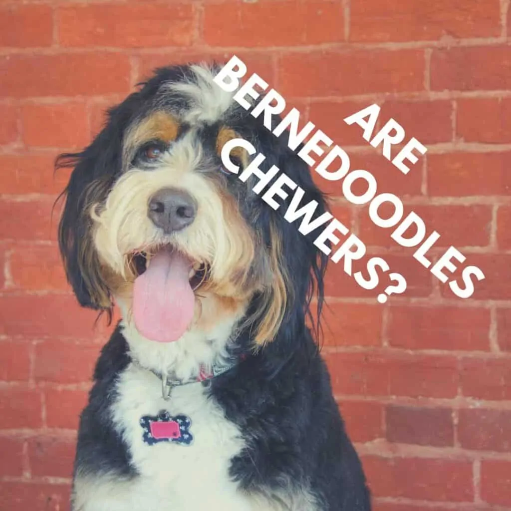 do bernedoodles chew