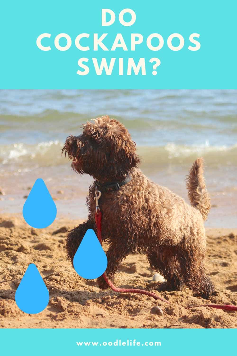Cockapoo Time Line Do Cockapoos Swim? (Are Cockapoos Water Dogs?) - Oodle Life