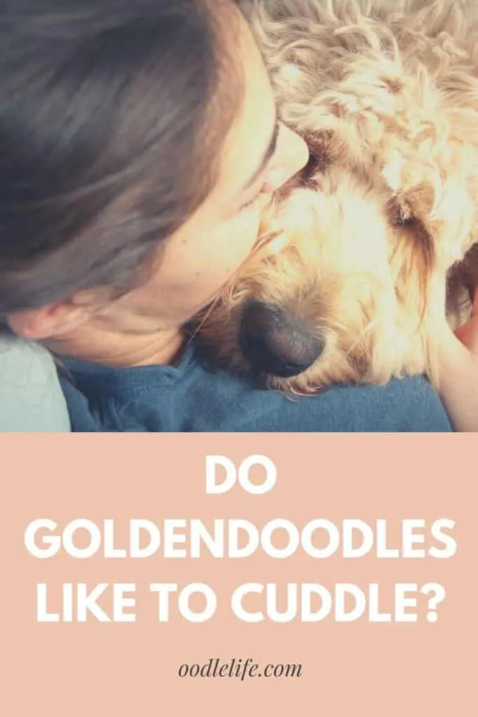 do goldendoodles like to cuddle