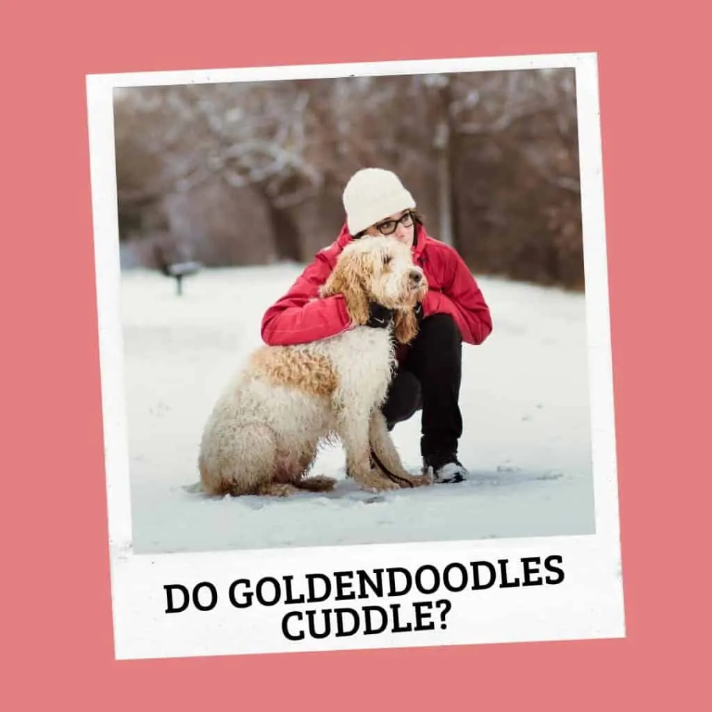 woman with goldendoodle in the snow