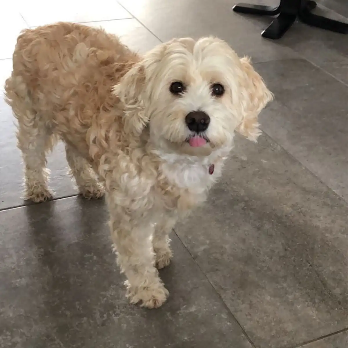 dog ready for meal time