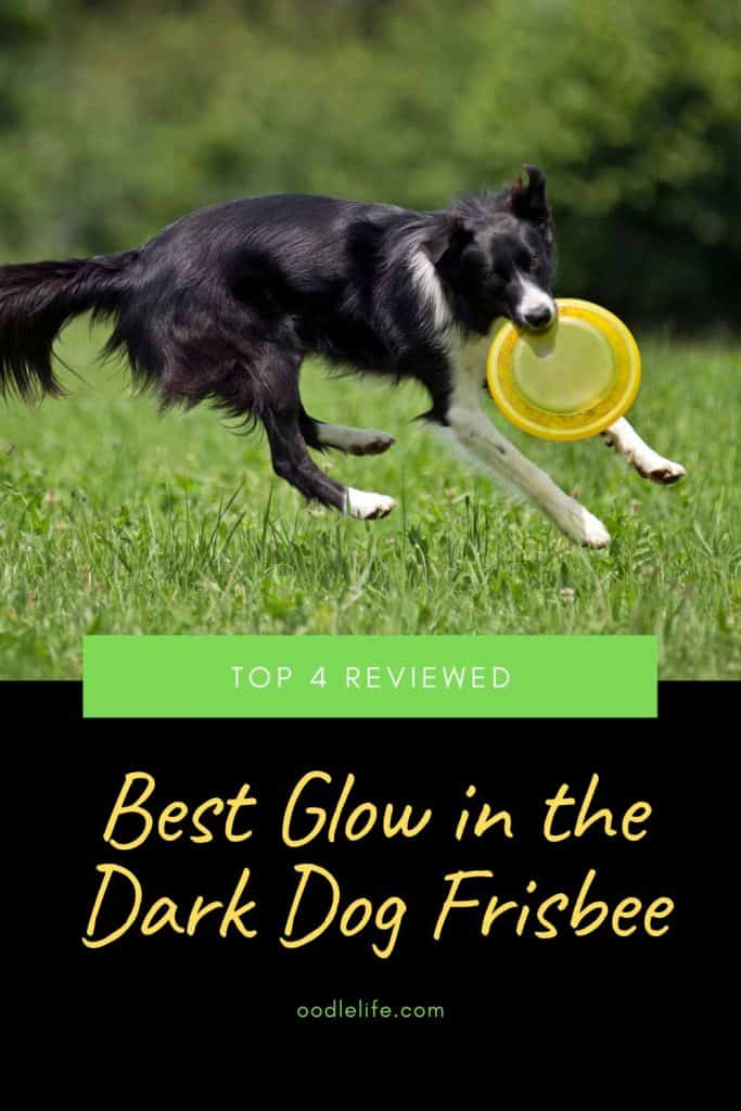 glow in the dark frisbee for dogs