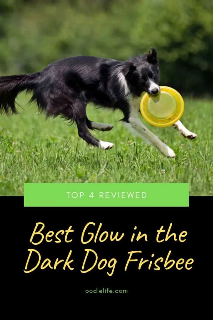 glow in the dark frisbee for dogs