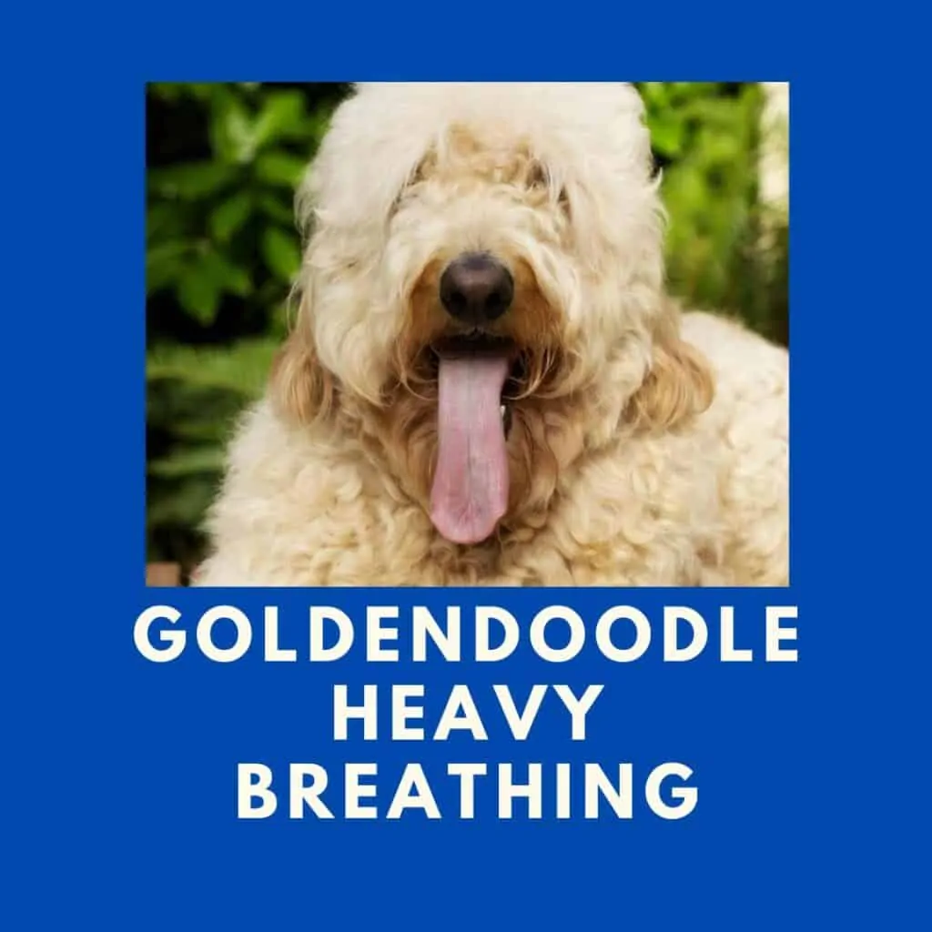 what is heavy Goldendoodle breathing