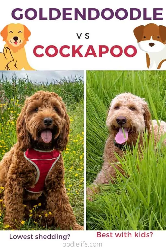 cockapoo vs goldendoodle